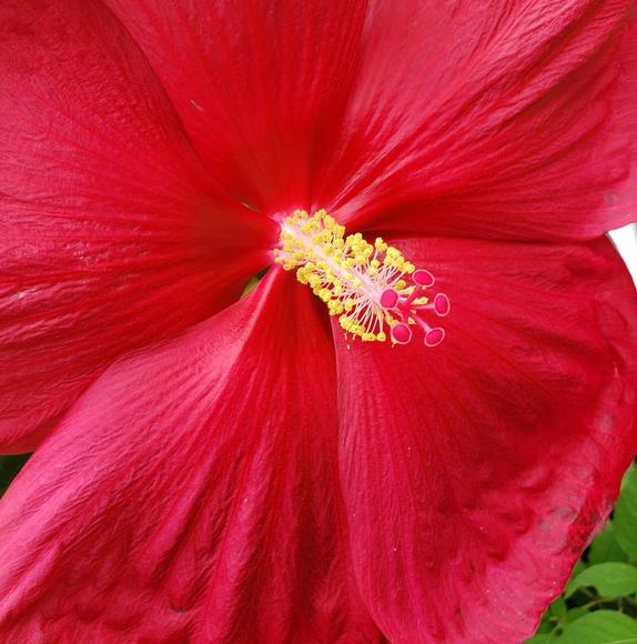 Meet your Posher, Karrie - Picture 1 of 1